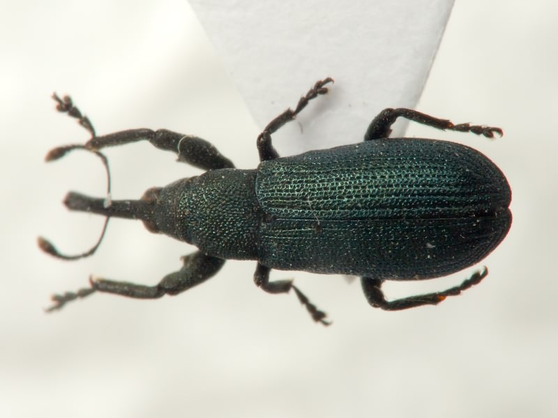 Magdalis (Magdalis) phlegmatica (Herbst, 1797)